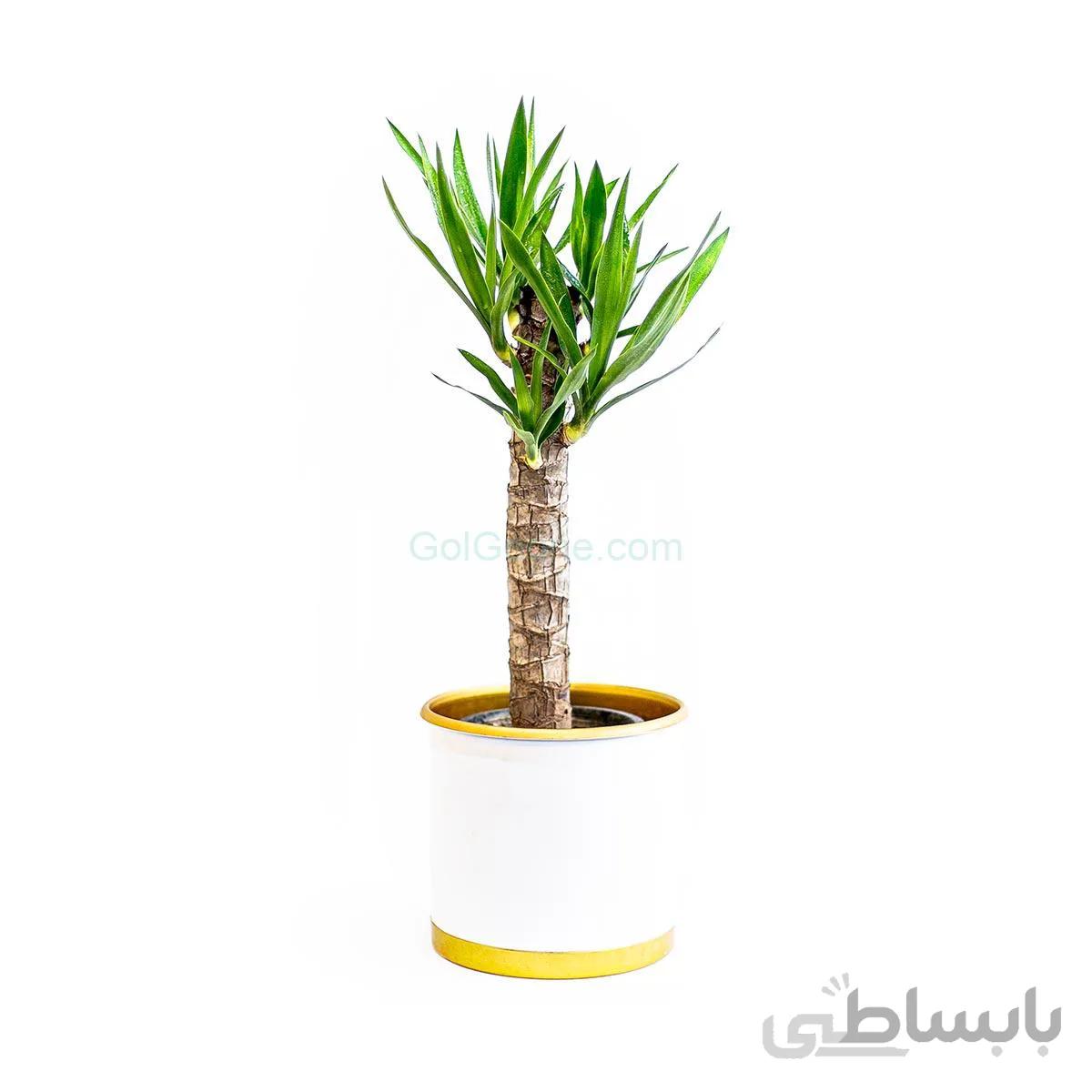 گیاه یوکا فیلی | سایز متوسط