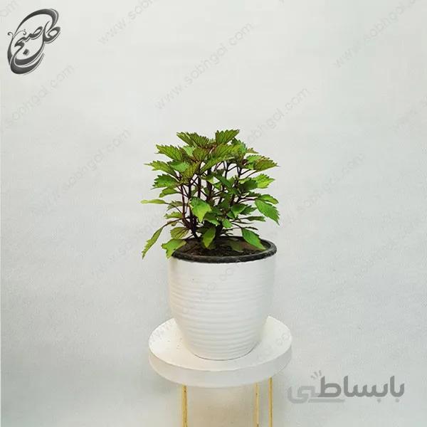 سفارش گل آنلاین – حسن یوسف طرح H-070