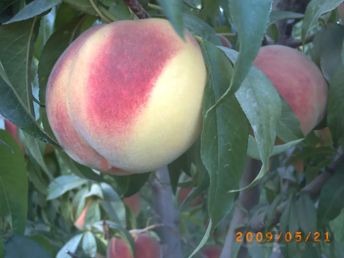 هلوچی آلبرتا