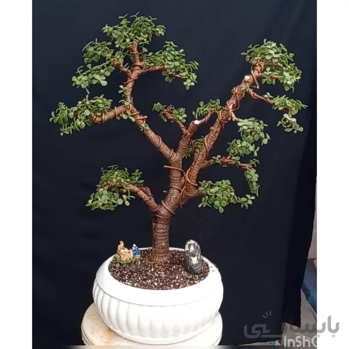 بونسای(بنسای) کراسولا خرفه ای ( پرتولاکاریا) ۱۸ ساله