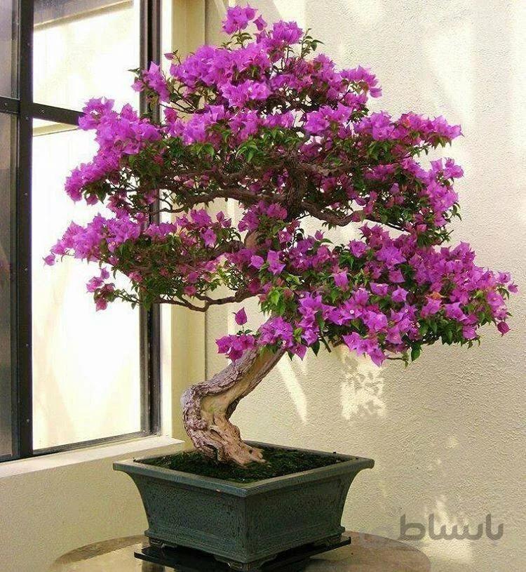 بونسای گل کاغذی ( بذر اورجینال )