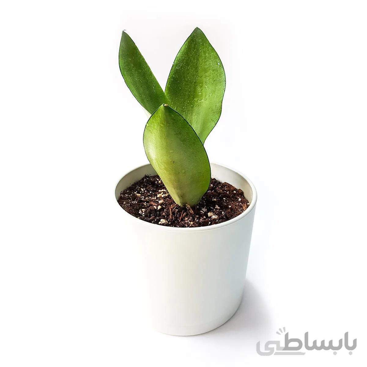 گیاه سانسوریا مهتابی به همراه گلدان میکا استوانه ای | سایز کوچک