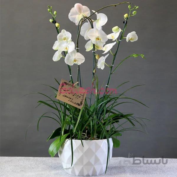 ارکیده ترحیم تسلی