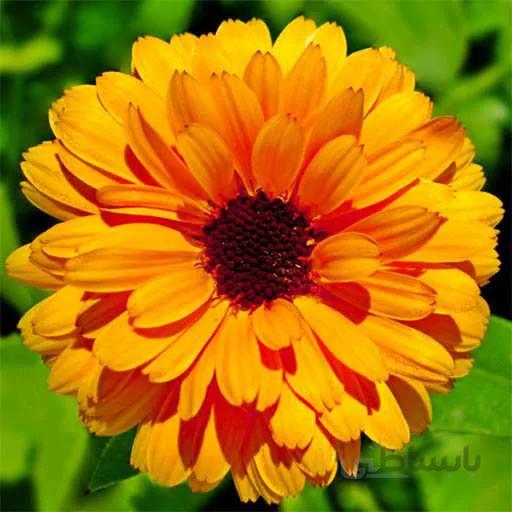 بذر گل همیشه بهار نارنجی