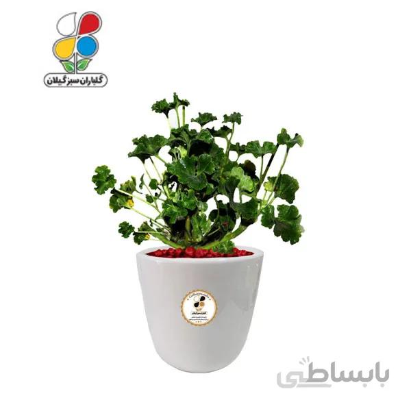 گیاه طبیعی شمعدانی متوسط مدل GN12-5M