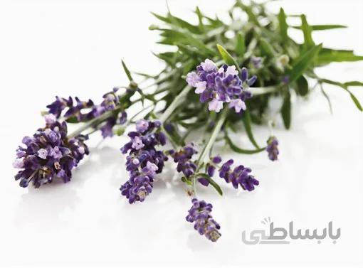 بذر لاوندر انگلیسی بسته 200 عددی