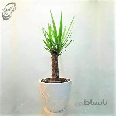 سفارش گل آنلاین – یوکا سایز متوسط طرح Y-093 ( ارسال گل رایگان )