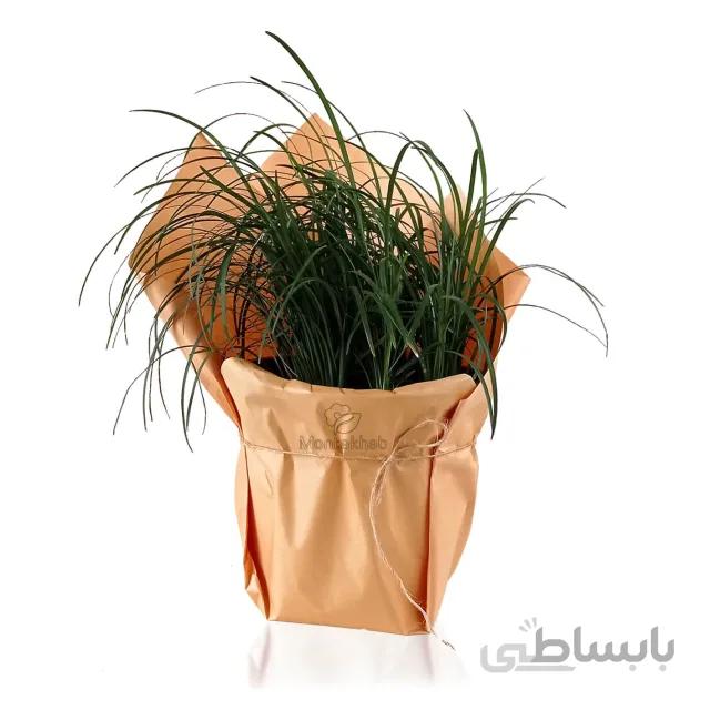 چمن یال اسبی ارتفاع 30 سانتی متر