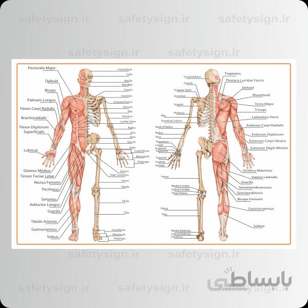 4650- آناتومی بدن- اسکلت و ماهیچه ها