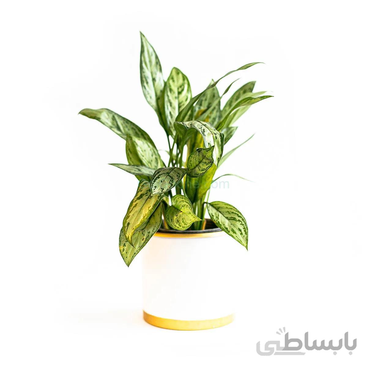 گیاه آگلونما سبز | سایز متوسط