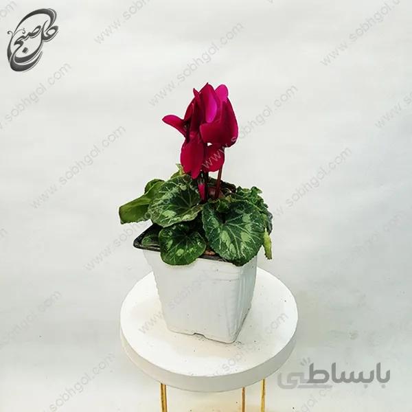 سفارش گل آنلاین – سیکلامن بنفش طرح C-040