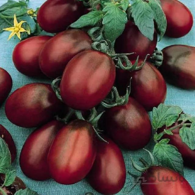 بذر گوجه تخم مرغی خرمایی درختی بسته ۱۵ عددی