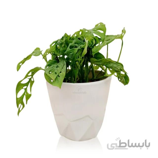 گیاه آپارتمانی پتوس حصیری ارتفاع 30 سانتی متر
