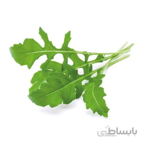 بذر راکولا دایتون بسته ۵۰ عددی