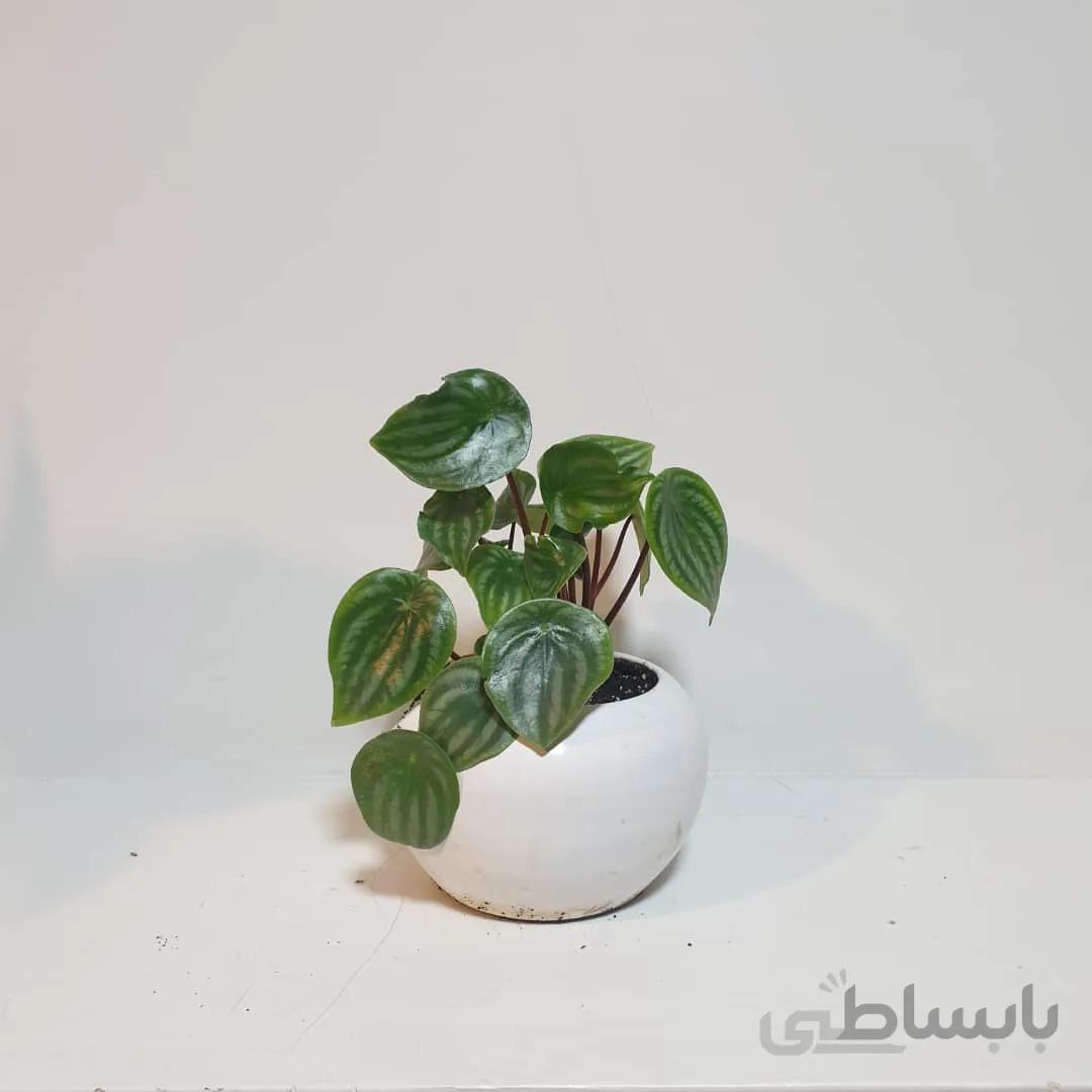 پیرومیا