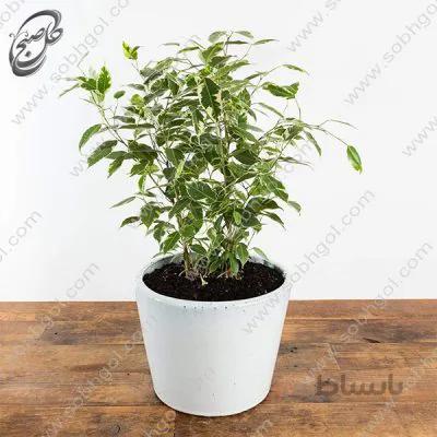 سفارش گل آنلاین – فیکوس بنجامین ابلق طرح B-011