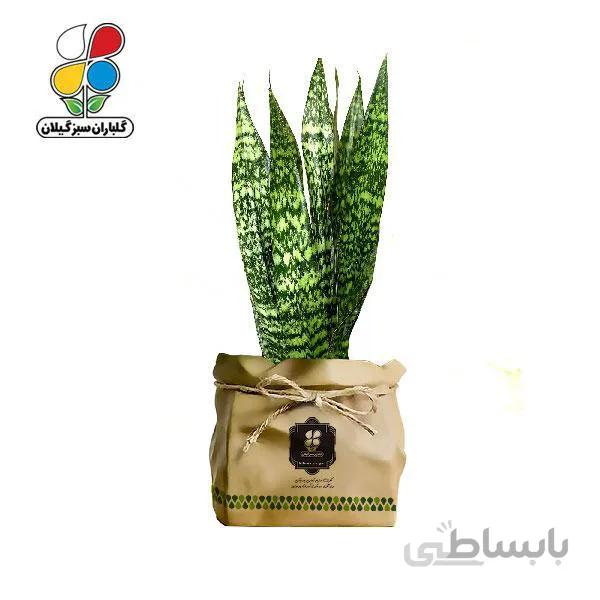 گیاه طبیعی سانسوریا شمشیری گلباران سبز گیلان مدل GN13-24K