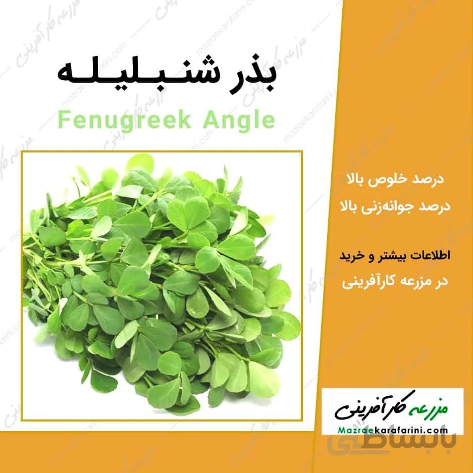 بذر شنبلیله کد 790819