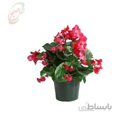خرید گل آنلاین – بگونیا عروس