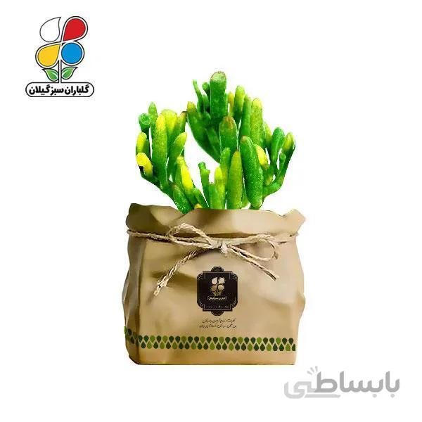 گیاه طبیعی کاکتوس نعل اسبی گلباران سبز گیلان مدل GN13-45K