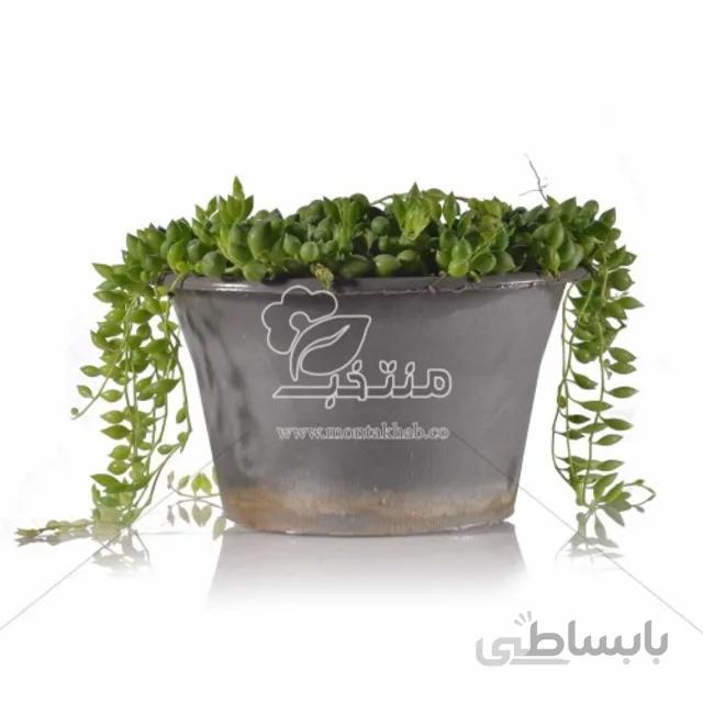 گیاه آپارتمانی دانه غوره ای 15 سانتی متری