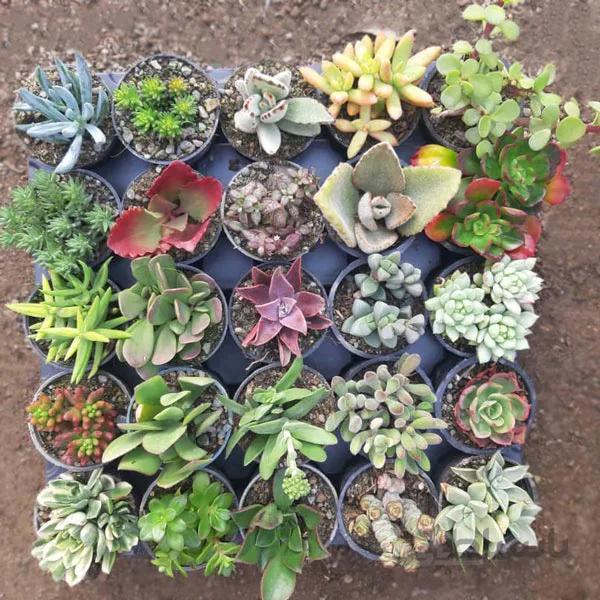 پک ساکولنت ویژه 25 عددی