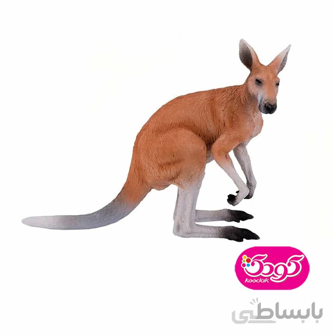 کانگرو نر استرالیا 381010 – حیوانات موجو