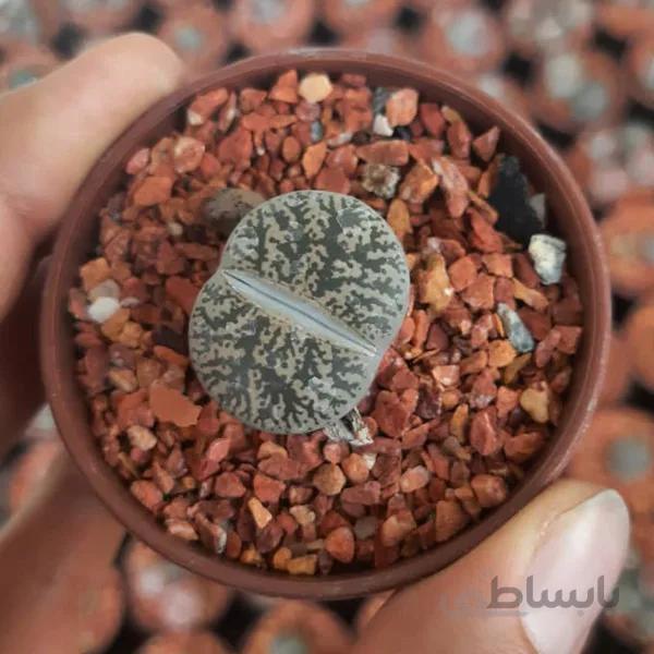 لیتوپس سبز (گلدان 6)