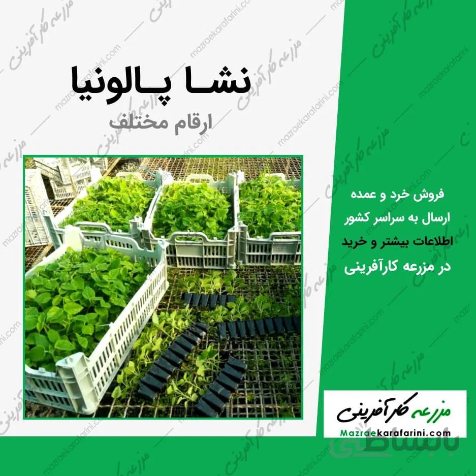 نشاء پالونیا
