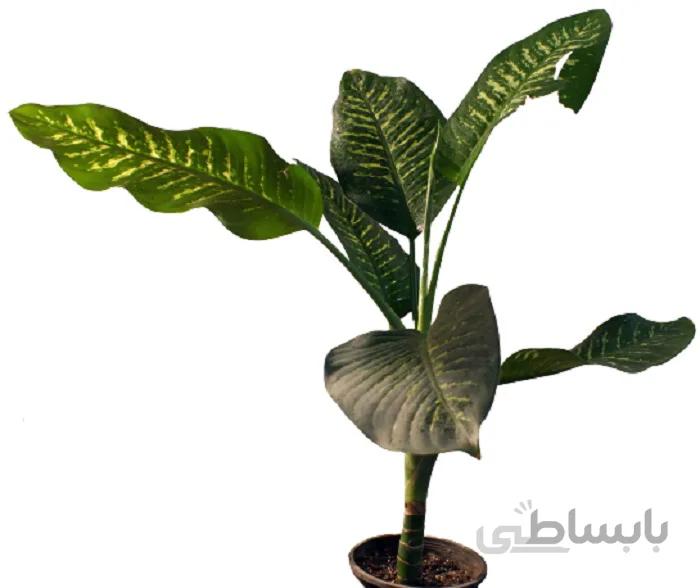 دیفن باخیا برگ پهن