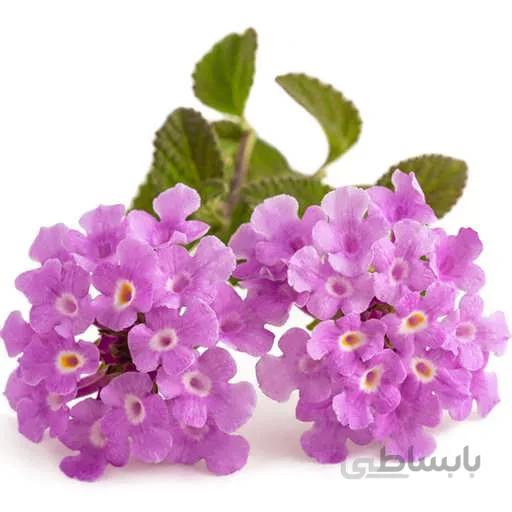بذر گل شاهپسند بنفش