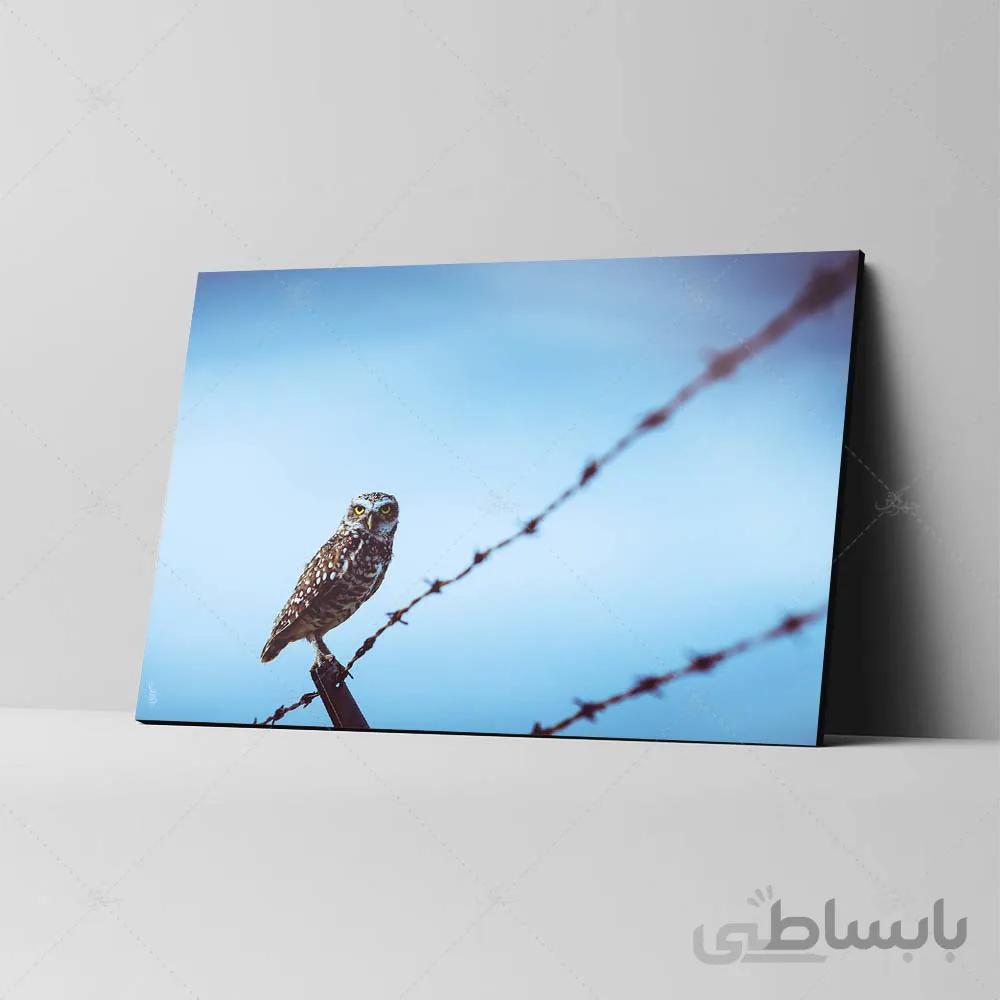 تابلو شاسی طرح جغد کد 4G-AVZ-6011