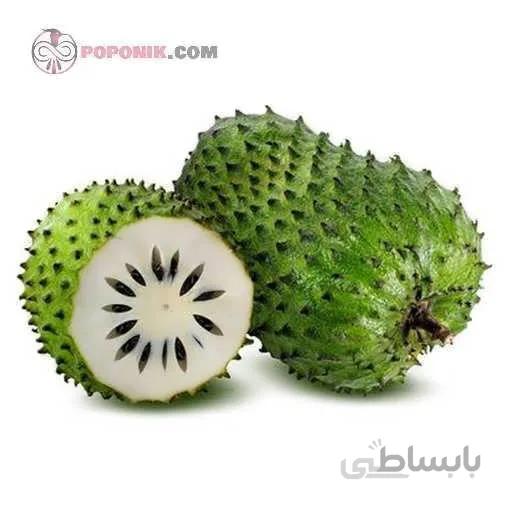 نهال سورسوپ