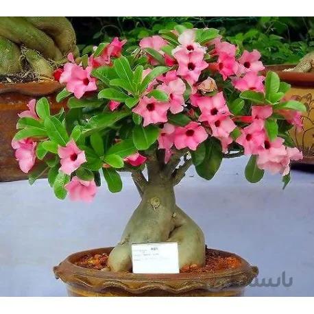 بذر آدنیوم میکس بسته ۵ عددی