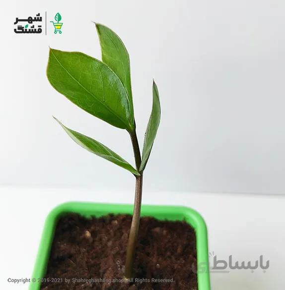 زامیفولیا سبز (طرح زمرد) ا Zamioculcas Zamiifolia Green