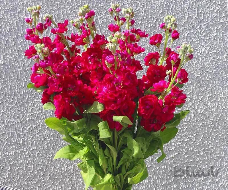 بذر گل شب بو شاخه بریده پیلاستر قرمز کارمین هلندی بسته 30 عددی