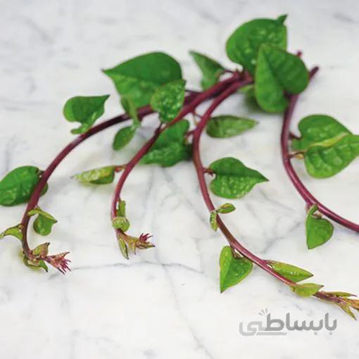 بذر اسفناج رونده قرمز آمریکایی بسته 20 عددی