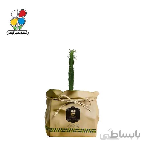 گیاه طبیعی افوربیا سبز تک شاخه گلباران