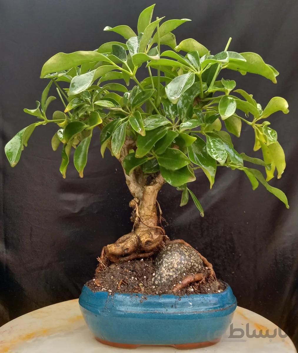بنسای(بونسای) شفلرا تنه دار در گلدان وارداتی ا Shefler bonsai