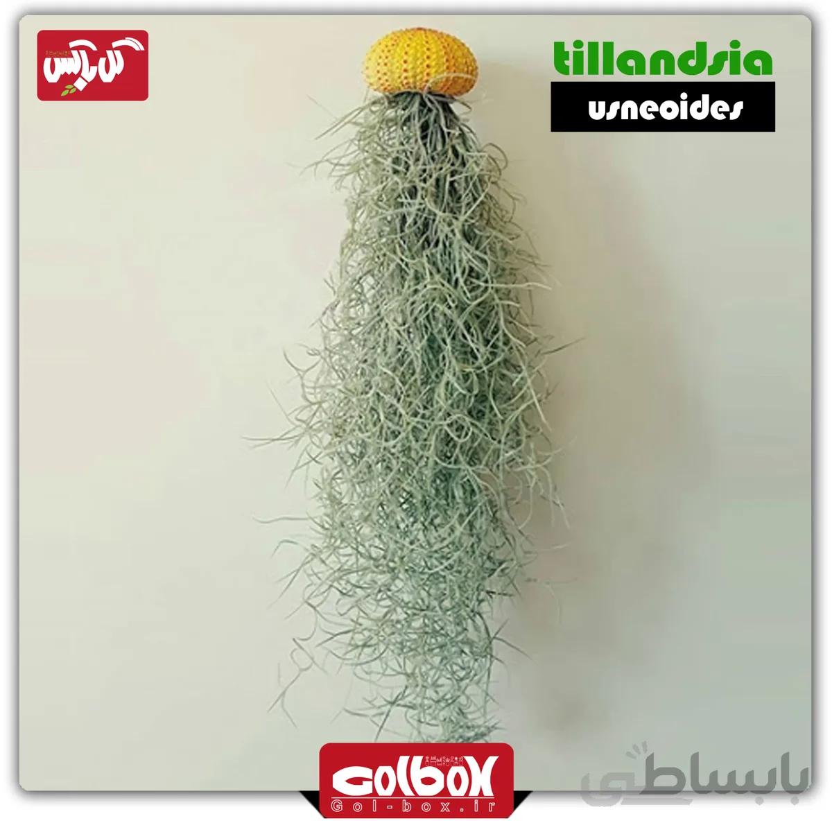گیاه هوازی خزه اسپانیایی