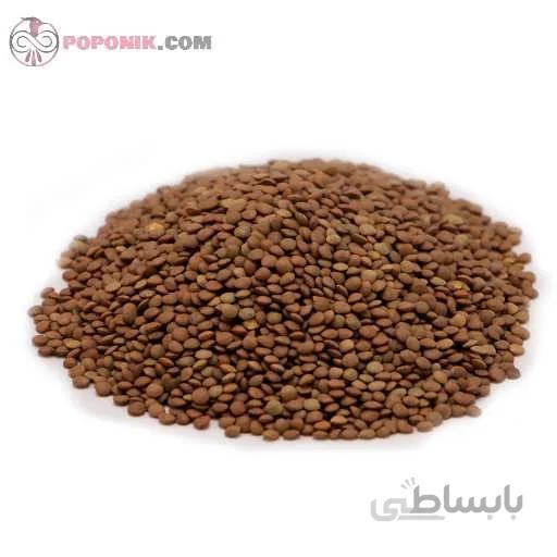 عدس ریز