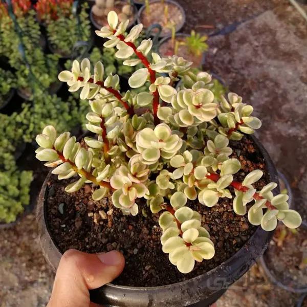 پک کراسولا خرفه ابلق 3 عددی