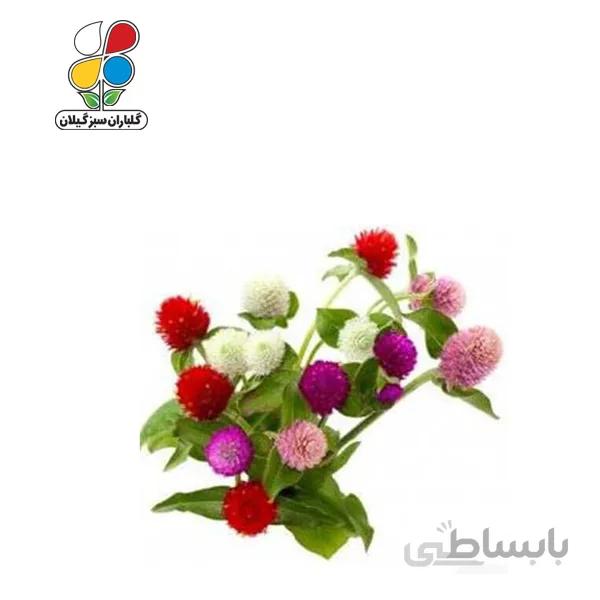 بذر گل دکمه ای بسته بندی کوچک مدل GPSF7S