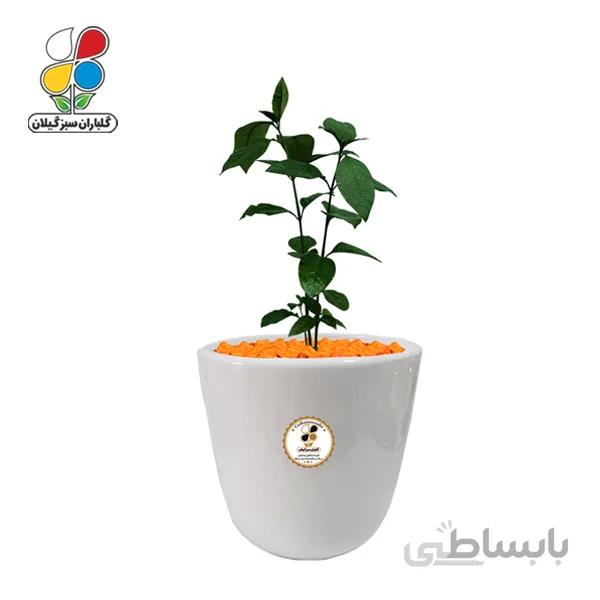 گیاه طبیعی برگ قهوه (پسودا) بزرگ گلباران