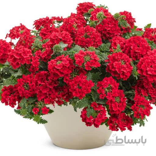بذر شاهپسند قرمز