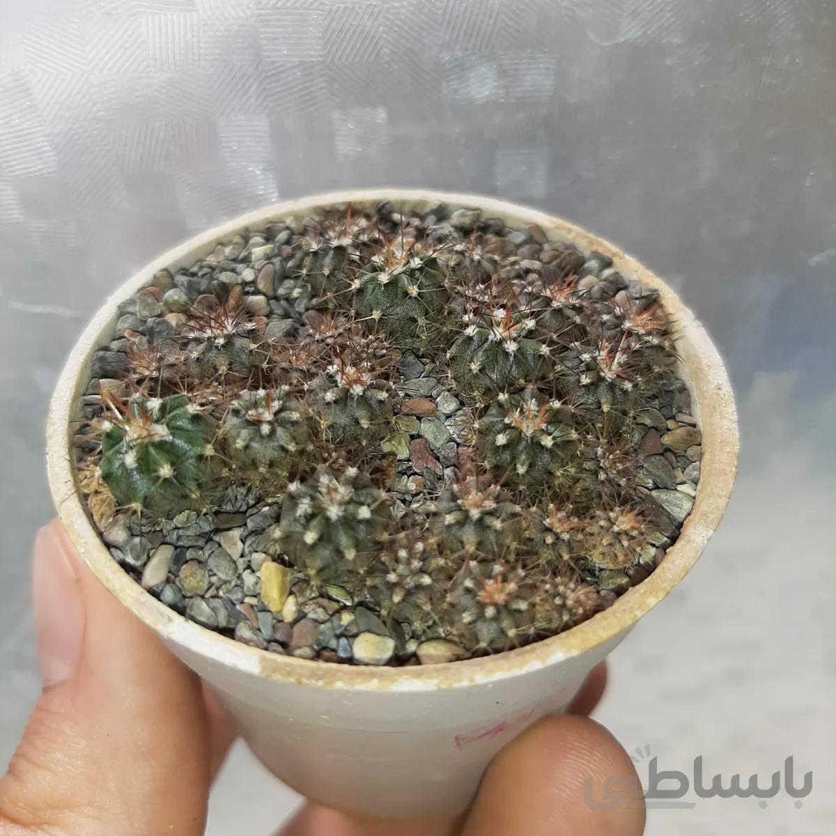 خزانه بذری ملوکاکتوس میکس بسیار با کیفیت