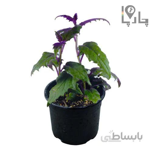 گل ژینورا یا مخملی