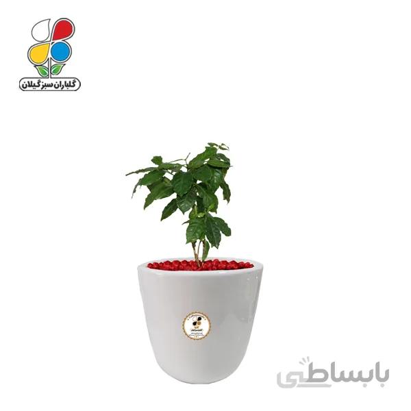 گیاه طبیعی سیسوس کوچک گلباران