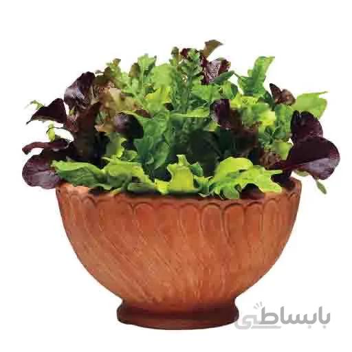 بذر سبزیجات سالاد میکس