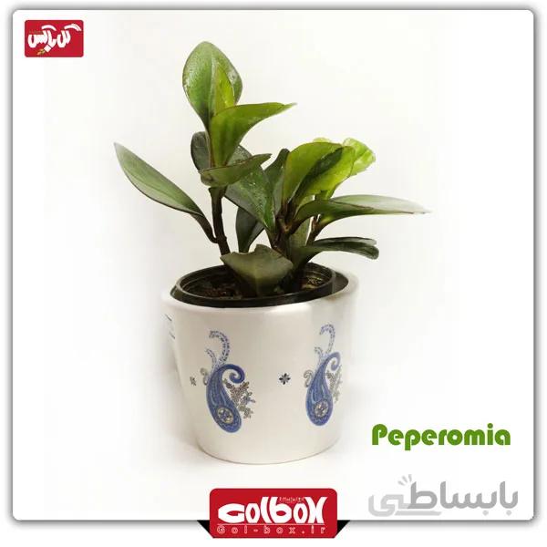 گل پپرومیا لب ماتیکی